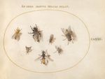 Zeichnung, die ein paar Insekten zeigt, die auf einem Stück Papier in einem hellgelben Kreis sitzen