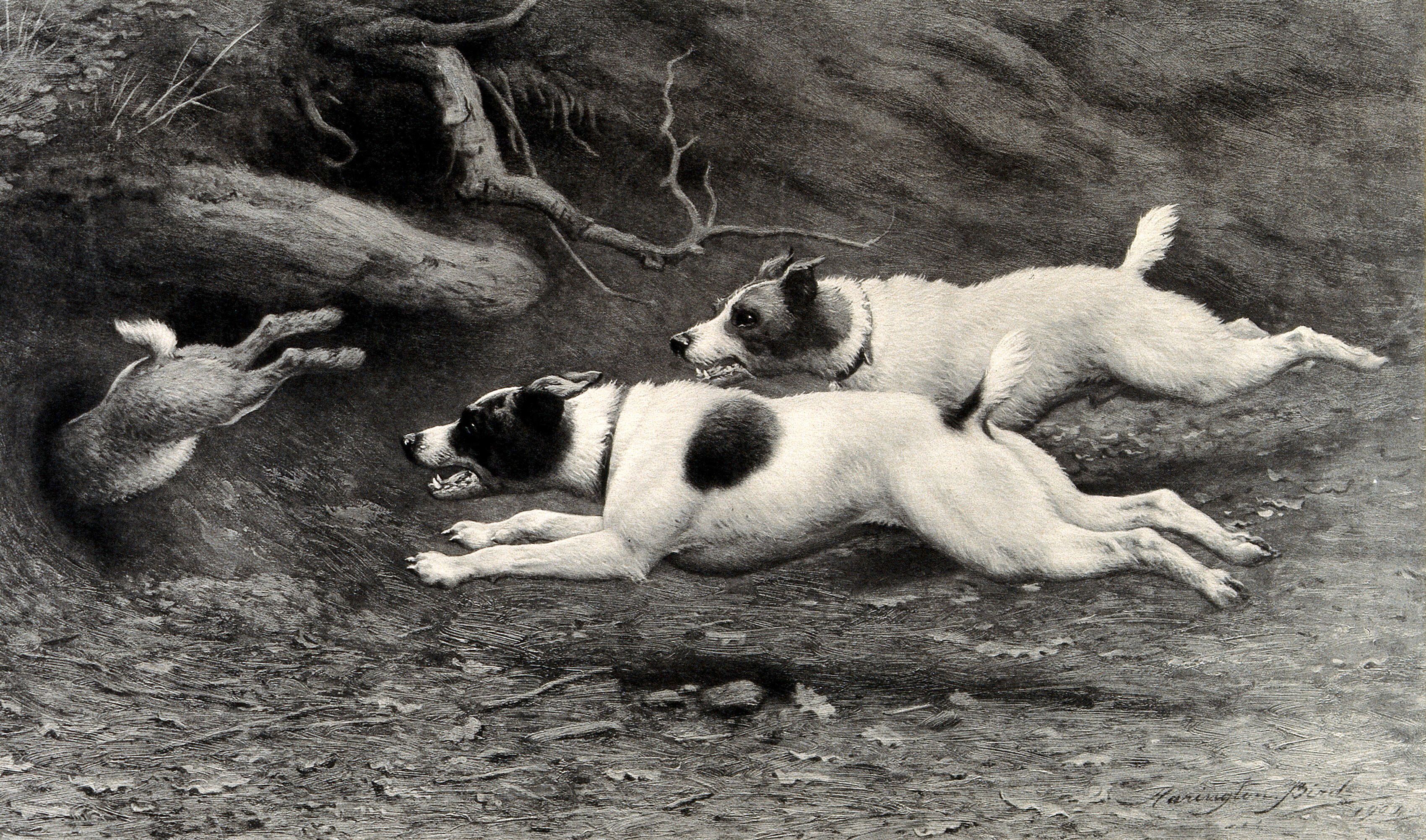 Schwarz-Weiß-Zeichnung, die zwei Jack Russel Terrier zeigt, die ein Kaninchen jagen, das gerade in einen Bau springt.