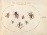 Zeichnung, die ein paar Insekten zeigt, die auf einem Stück Papier in einem hellgelben Kreis sitzen