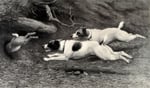 Black and white drawing showing tow Jack Russel terriers chasing a rabbit that is just jumping into a burrow