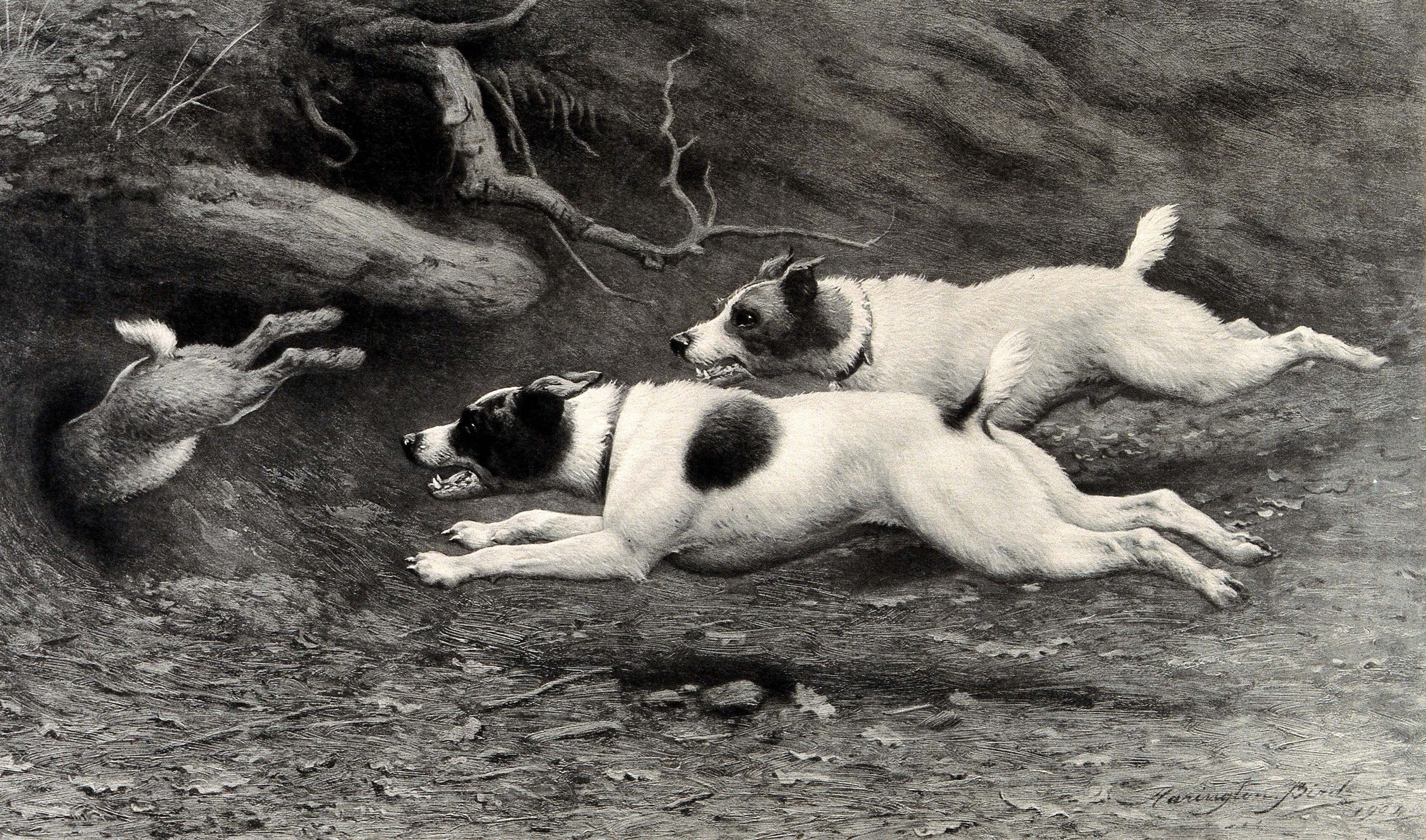 Black and white drawing showing tow Jack Russel terriers chasing a rabbit that is just jumping into a burrow