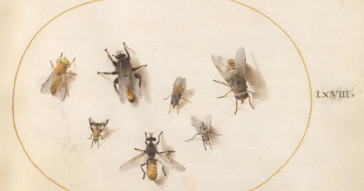 Zwei Fliegen Mit Einer Klappe Schlagen twowithone.com